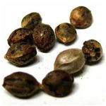 Семена марихуаны АК-47  (Seeds AK-47) в Воскресенске